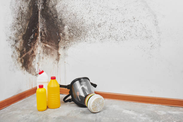 Office Mold Removal Services in Hershey, PA