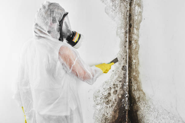 Best Black Mold Removal  in Hershey, PA