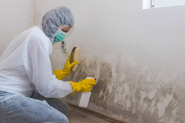 Best Local Mold Removal Service  in Hershey, PA