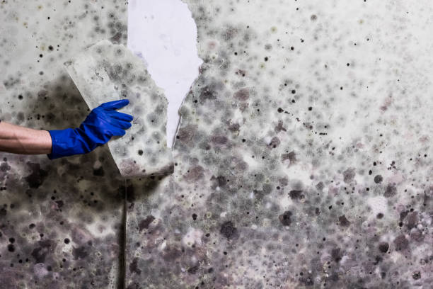 Hershey, PA Mold Removal Company