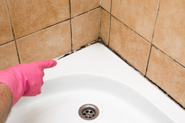 Mold Removal Process in Hershey, PA